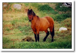 Change Islands Newfoundland Pony Refuge