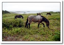 Change Islands Newfoundland Pony Refuge
